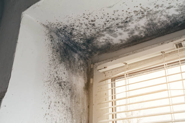 Affordable Attic Mold Remediation solutions in Canyon Lake, TX