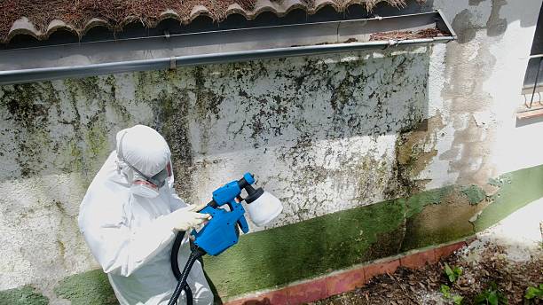 Top rated local Attic Mold Remediation specialists in Canyon Lake, TX